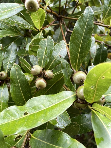 Panamanian oak (Quercus copeyensis)