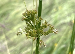 Juncus effusus pacificus