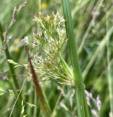 Juncus effusus pacificus