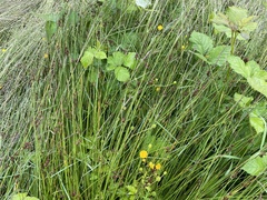Juncus effusus pacificus