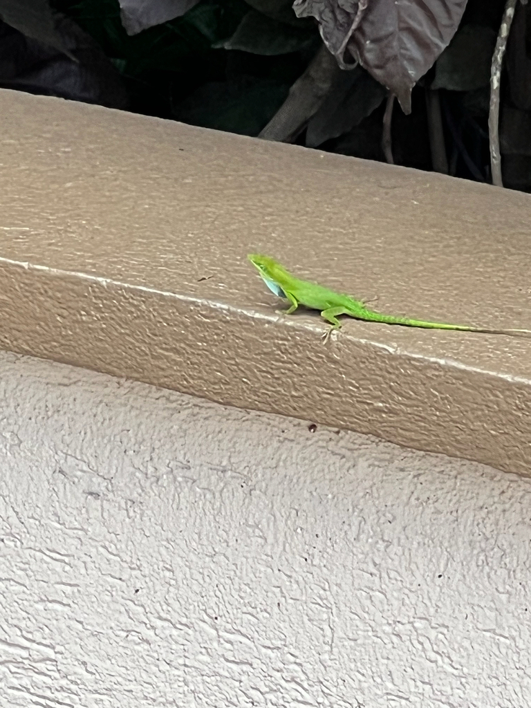 Hispaniolan Green Anole from Coral Springs on June 20, 2022 at 12:28 PM ...