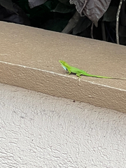 Anolis chlorocyanus