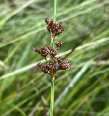 Juncus effusus pacificus