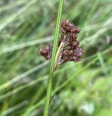 Juncus effusus pacificus