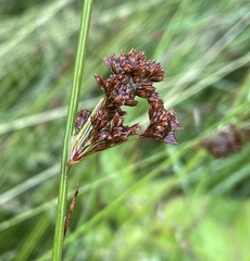 Juncus effusus pacificus