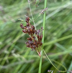 Juncus effusus pacificus