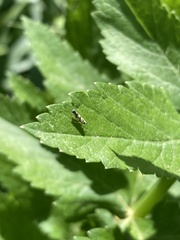 Eupteryx atropunctata