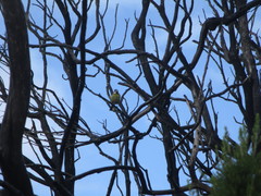 Cyanistes teneriffae teneriffae