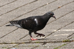 Columba livia domestica