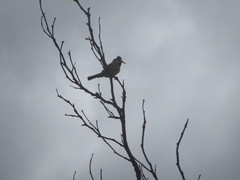 Cyanistes teneriffae teneriffae
