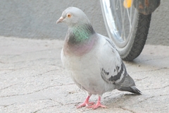 Columba livia domestica