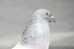 Columba livia domestica
