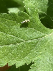 Eupteryx atropunctata