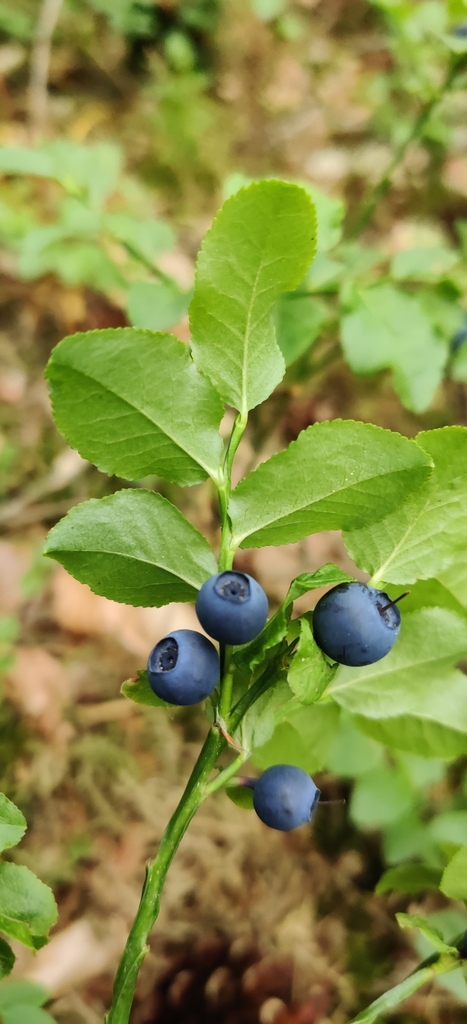 Vaccinium myrtillus