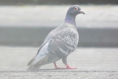 Columba livia domestica