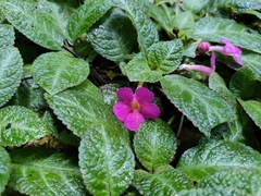 Impatiens walleriana