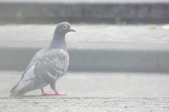 Columba livia domestica
