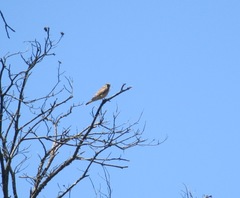 Falco tinnunculus canariensis