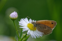 Coenonympha