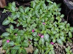 Impatiens walleriana