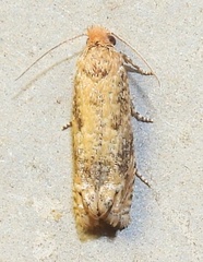 Pelochrista comatulana