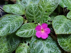 Impatiens walleriana