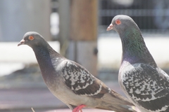 Columba livia domestica