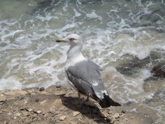 Larus michahellis atlantis