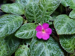 Impatiens walleriana