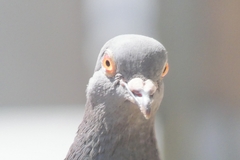 Columba livia domestica