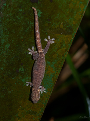 Hemiphyllodactylus typus