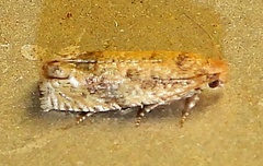 Pelochrista comatulana