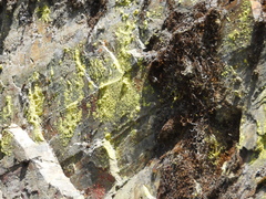 Chrysothrix chlorina