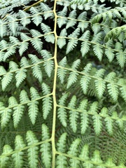 Alsophila spinulosa