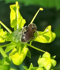 Simandrena