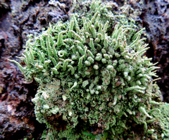 Cladonia