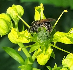 Simandrena