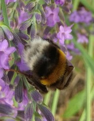 Bombus ruderatus