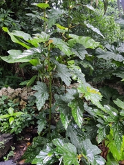 Begonia maculata
