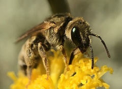 Halictus