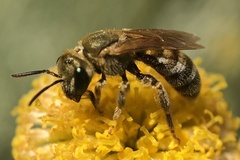 Halictus