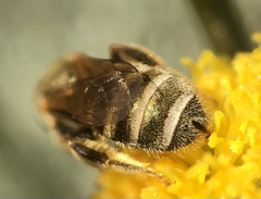 Halictus
