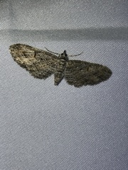 Eupithecia graefii