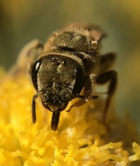 Halictus