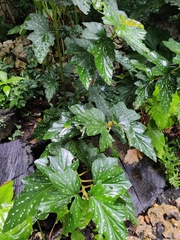 Begonia maculata