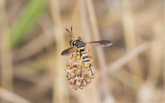 Physocephala vittata