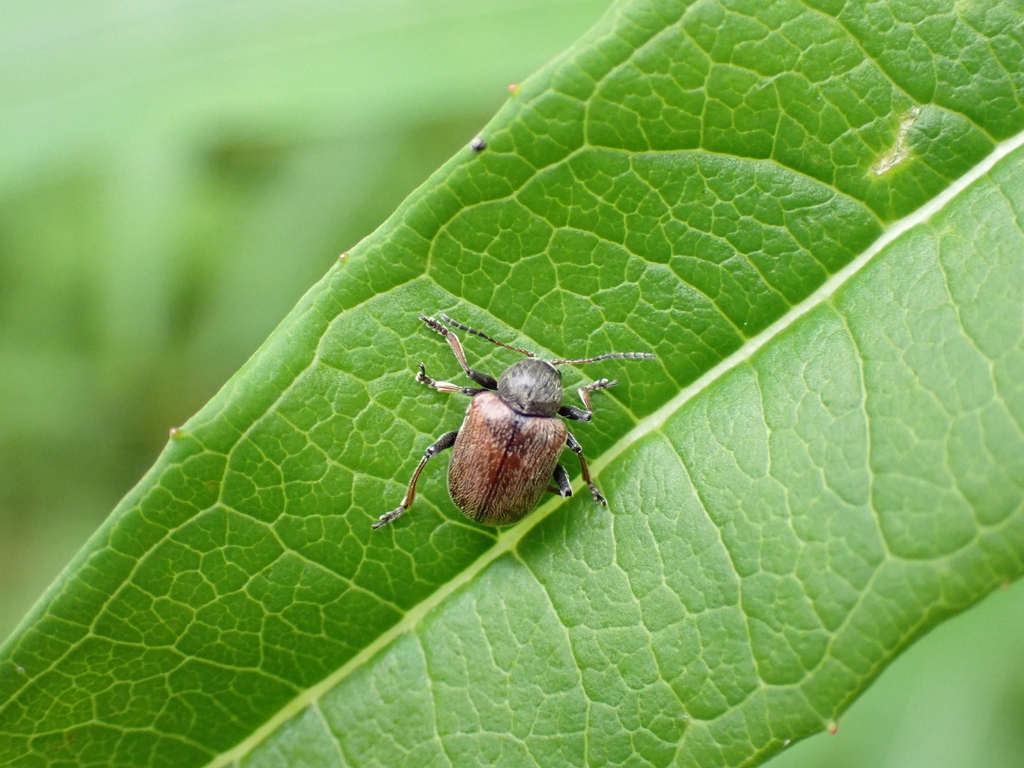 Western Grape Rootworm
