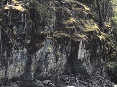 Chrysothrix chlorina