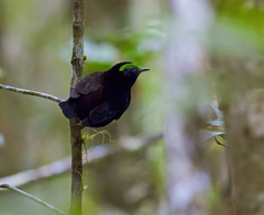 Philepitta castanea