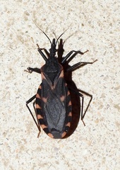 Triatoma sanguisuga